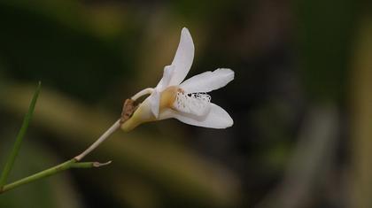 Dendrobium_polytrichum_2