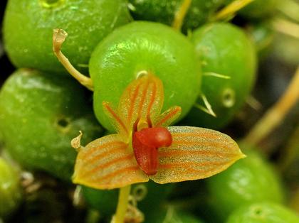 Bulbophyllum_didymotropis_2