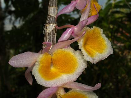 Dendrobium_gratiosissimum_3