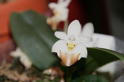 Phalaenopsis_lobii