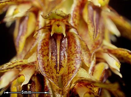 Bulbophyllum_morphologorum_3