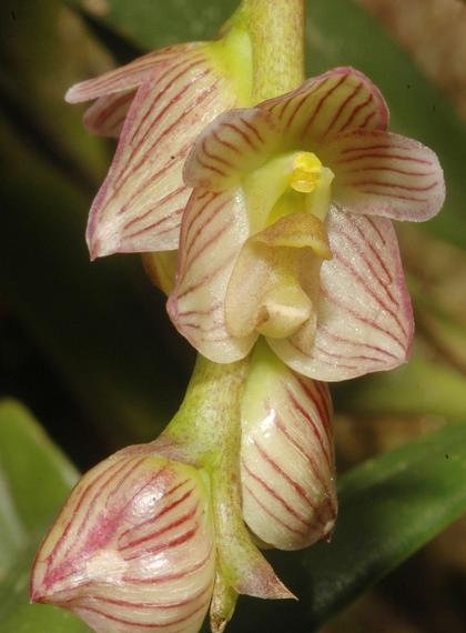 Bulbophyllum_pachypus