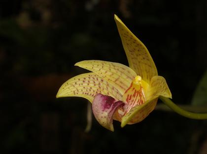 Bulbophyllum_coweniorum_2