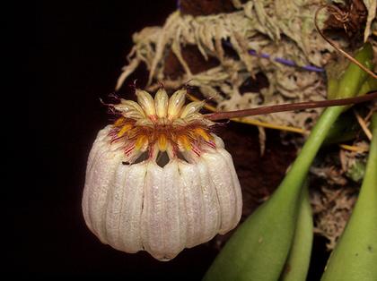 Bulbophyllum_auratum