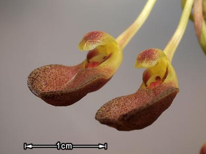 Bulbophyllum_spathulatum_4