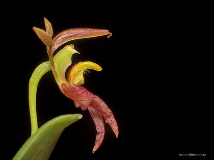 Bulbophyllum_lasiochilum_8