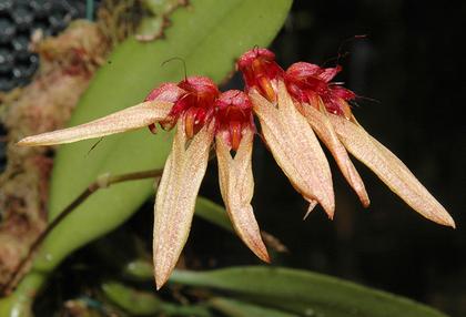 Bulbophyllum_longiflorum_Madagascar_2