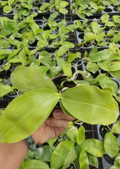 Phalaenopsis_javanica_plant