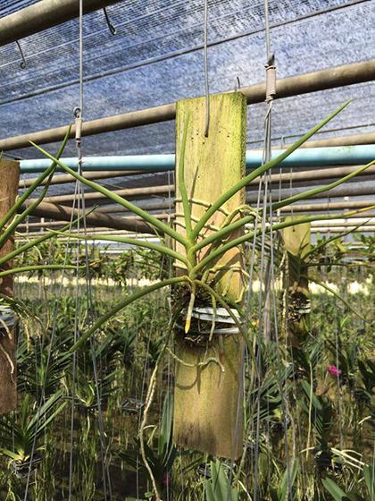 Luisia_thailandica_x_Ascocentrum_miniatum_plant