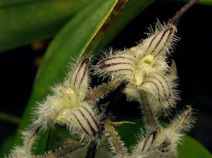Bulbophyllum_lindleyanum_3