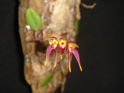 Bulbophyllum_planibulbe_2