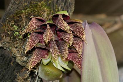 Bulbophyllum_phalaenopsis_2