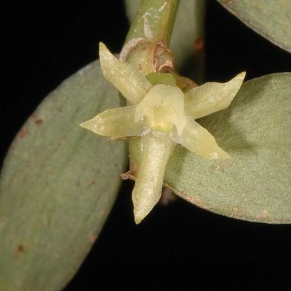Angraecum_caricifolium