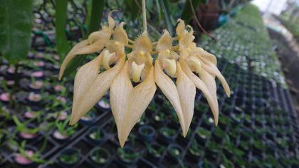 Bulbophyllum_annandalei