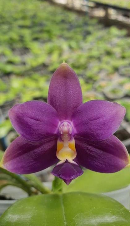 Phalaenopsis_violacea_var_indigo