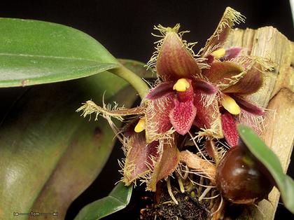 Bulbophyllum_cuspidipetalum