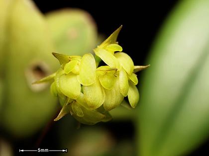Bulbophyllum_xylophyllum_3