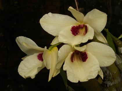 Dendrobium_albosanguineum