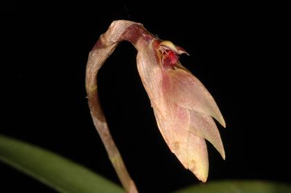 Bulbophyllum_bicoloratum_1