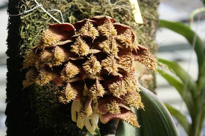 Bulbophyllum_phalaenopsis