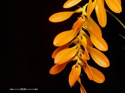 Bulbophyllum_tripaleaum