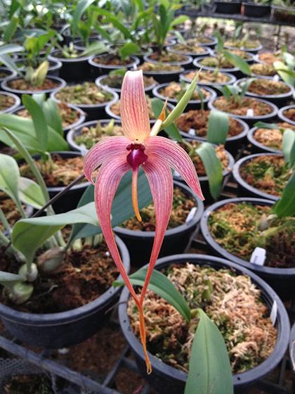 Bulbophyllum_echinolabium_3