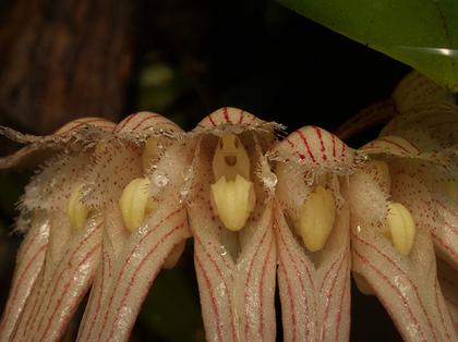 Bulbophyllum_sanguineopunctatum_2