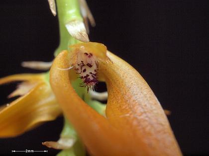 Bulbophyllum_kanburiense_2
