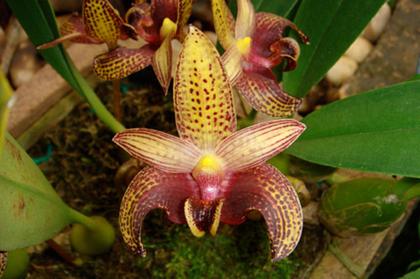 Bulbophyllum_sumatranum_2