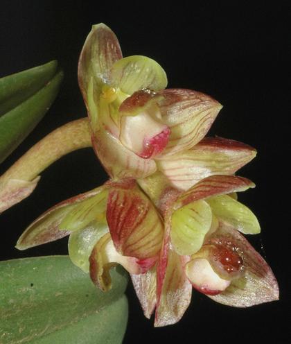 Bulbophyllum_molossus_1