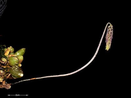Bulbophyllum_lemniscatoides_2