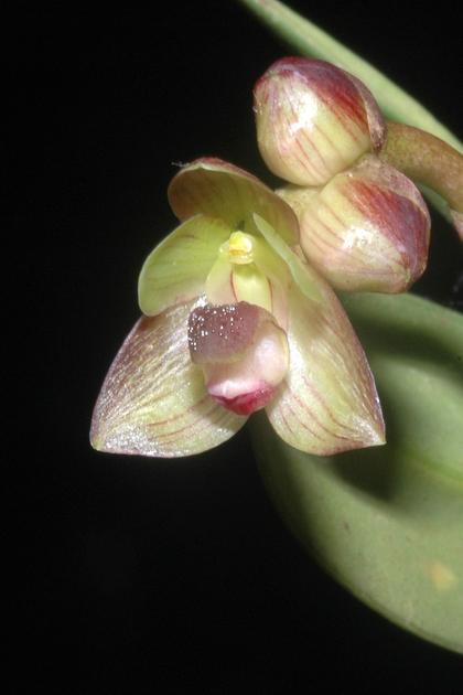 Bulbophyllum_molossus