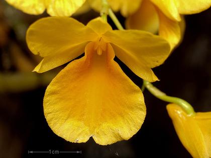 Dendrobium_capillipes_4