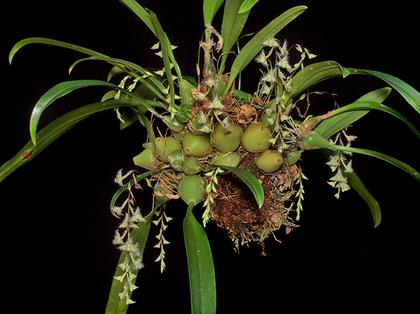 Bulbophyllum_lindleyanum_5