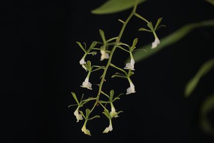 Epidendrum_paniculatum