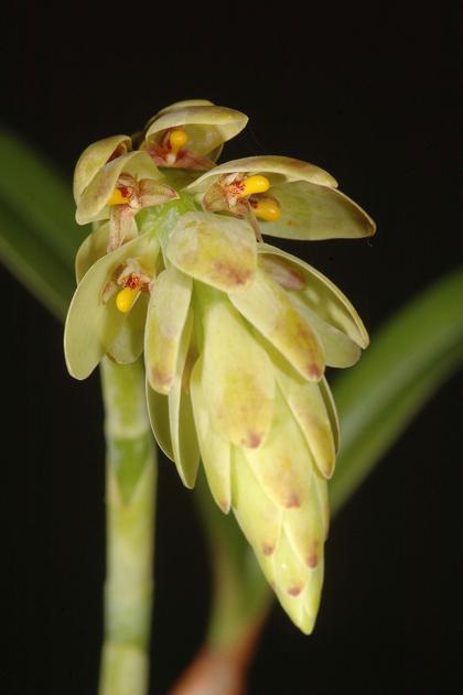 Bulbophyllum_luteobracteatum